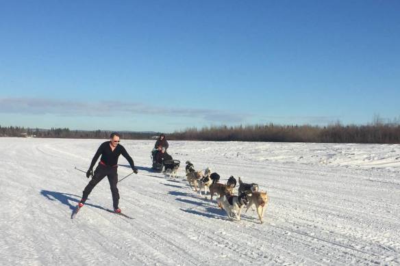 Poles catching dog team