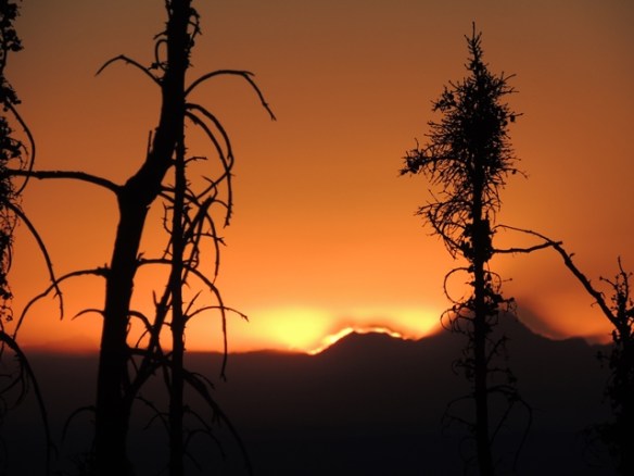 Sunrise on MM with Blk Spruce skeletal remains